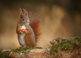 Foto op Canvas Rode eekhoorn op zoek naar rechts © Natureimmortal