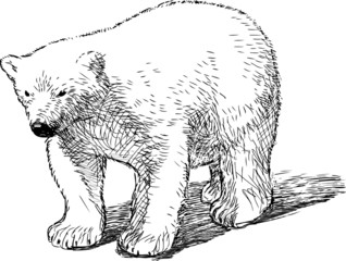 Fototapeta premium polar bear cub