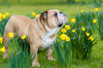 Happy cute english bulldog dog in the spring field