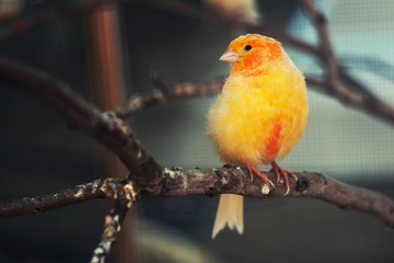 The bird canary in cage.