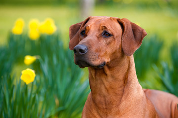 Happy cute rhodesian ridgeback dog in the spring field