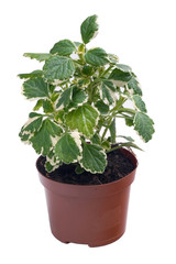 Plectranthus in a pot on a white background
