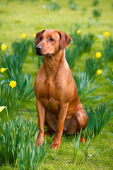 Happy cute rhodesian ridgeback dog in the spring field