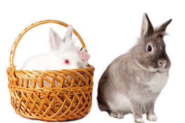 Two adorable pet rabbits © kolotype