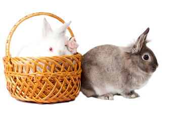 Cute little rabbits isolated on white © kolotype