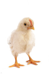 Frontal of a baby chicken