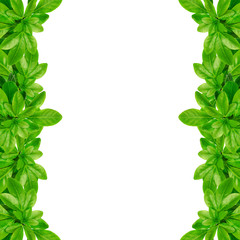 Fototapeta na wymiar Green leaves frame