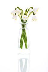 Frühling | Schneeglöckchen | Märzenbecher