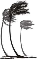 Palms in the wind - 51020102