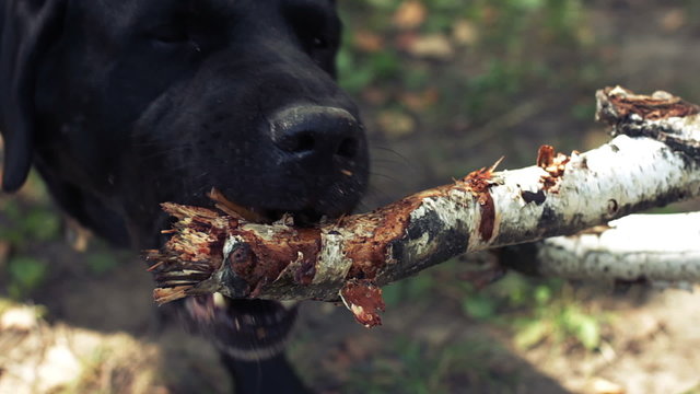 Black labrador gnawing a stick. Two closeup   shots in one clip.