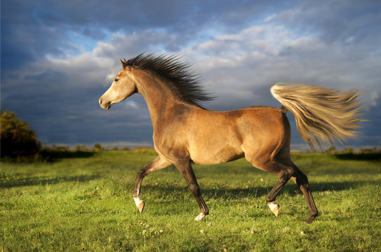 Pferd