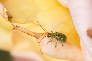 Cucurbit Beetle Walking on a Rose