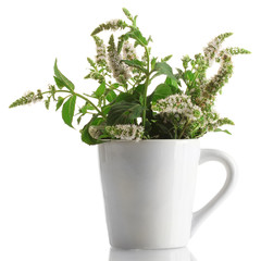 fresh mint with flowers in cup, isolated on white