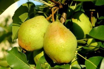 pear on tree