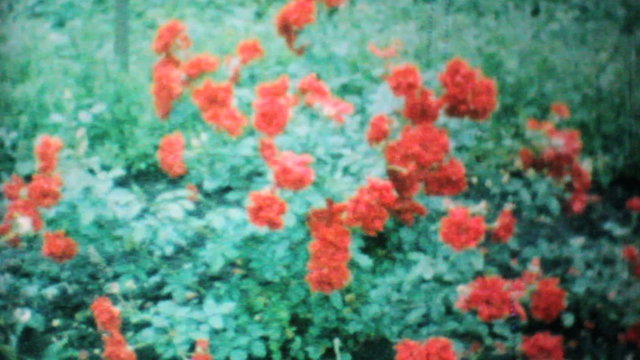 Beautiful Red Roses In The Garden-1962 Vintage 8mm film