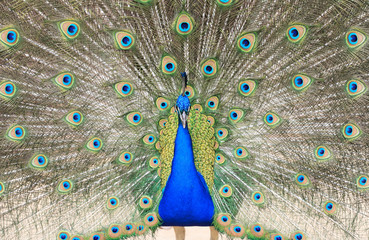 Obraz premium Peacock