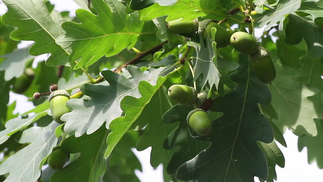 green acorns