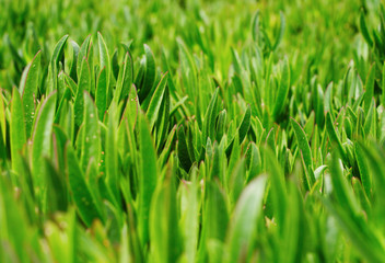Green grass on the lawn
