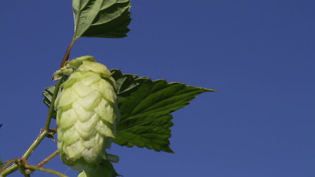 hop close up