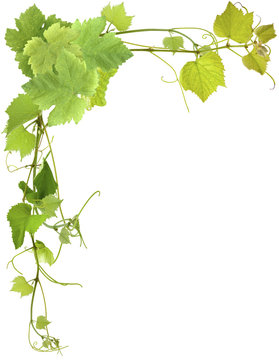 coin de vigne
