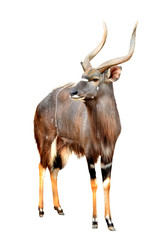 nyala isolated on white background