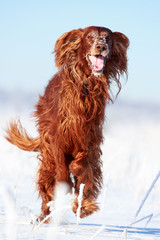 Red irish setter dog in snow field