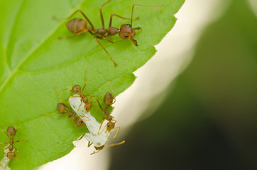 red ant
