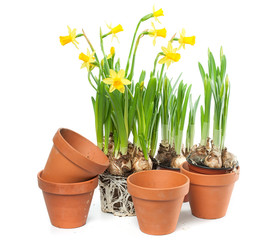 Spring Flowers - Daffodils and Plant Pots