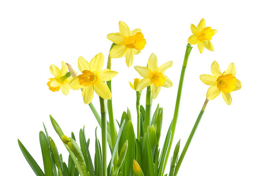 Spring Flowers - Isolated Daffodils