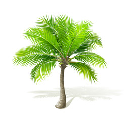 Fototapeta premium Palm tree