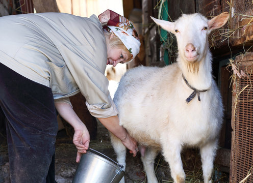 Woman Milking A Goat