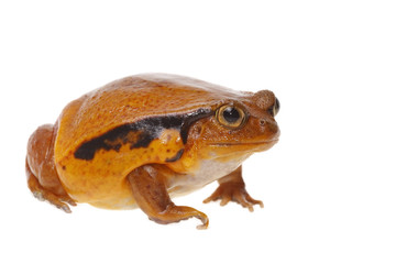 toad tomato