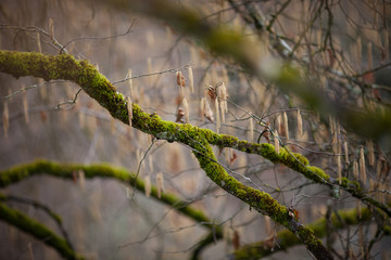 moss on branches