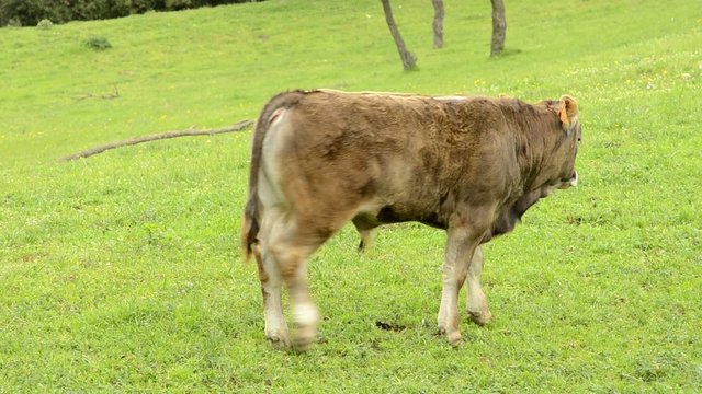 becerro en el campo