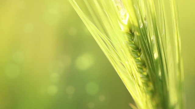 Ear of wheat on an abstract background