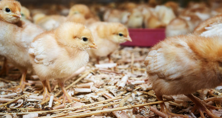 Chicks on farm © wabeno