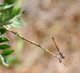Libellule anax porte-selle (Anax ephippiger) dans le parc nature