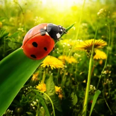 Poster Lieveheersbeestje zonlicht op het veld © Serghei V