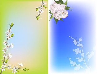 cherry tree flowers on green and blue background