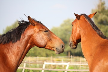 Two brown horses nuzzling each other
