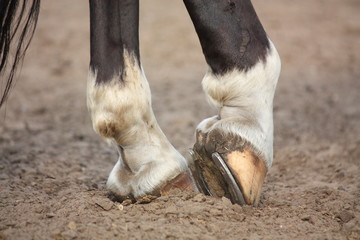 Horse hoofs with horseshoe close up