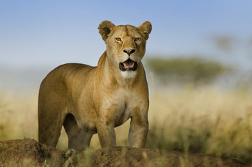 Naklejka premium sfondo di leonessa con sguardo pericoloso