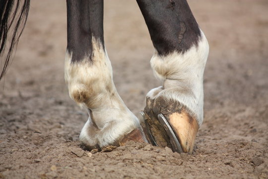 Fototapeta Horse hoofs with horseshoe close up