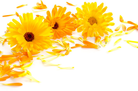 Ringelblumen und Bl&uuml;tenbl&auml;tter