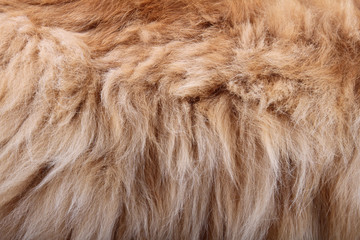 fluffy animal fur texture
