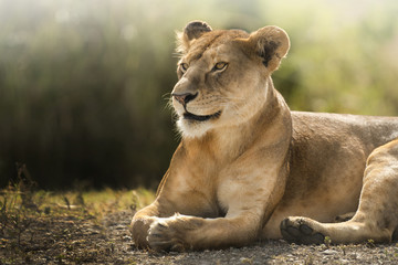 sguardo di leonessa