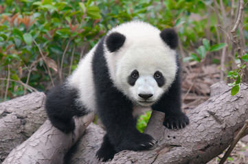 Cute young panda cub