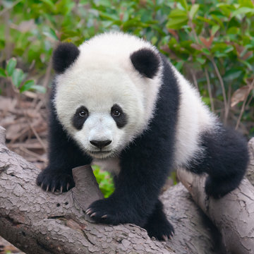 Cute young panda cub