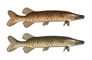 Pike detailed vector illustration