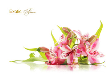 Pink freesia flowers